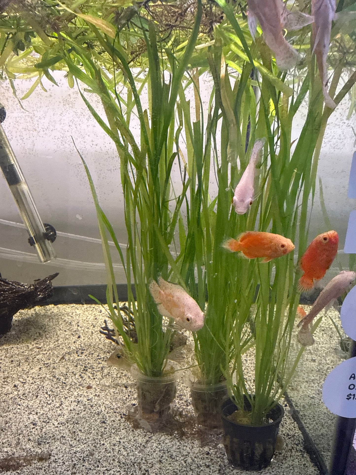 Jungle Val