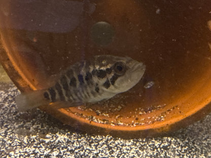 Jaguar Managuense cichlid