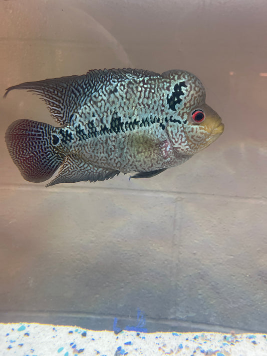 Blue Flowerhorn hybrid