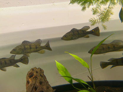 24K Kelberi “spiders” peacock bass