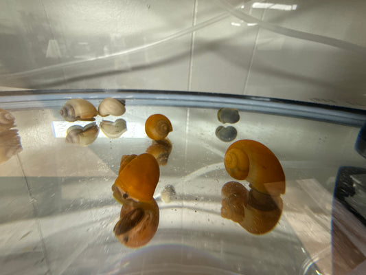 Mystery snails