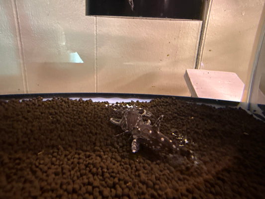 Spotted Raphael Catfish