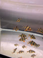 Tiger Barb