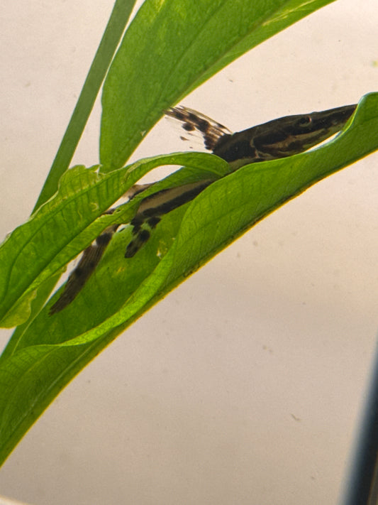 Tiger Shovelnose Catfish