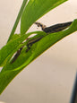 Tiger Shovelnose Catfish