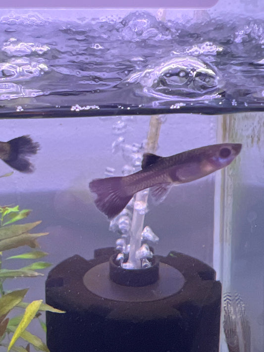 Black Metal Guppy