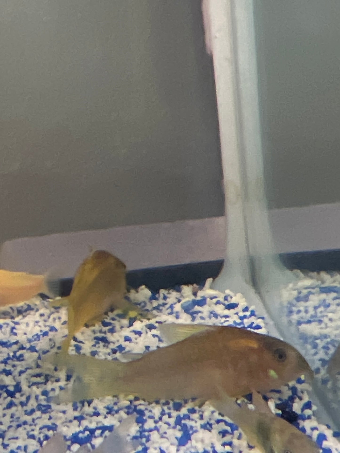 Red Laser Corydora