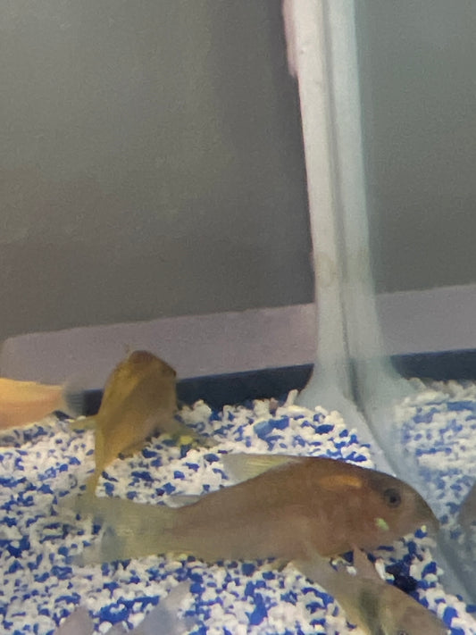 Red Laser Corydora