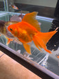 Fantail goldfish large