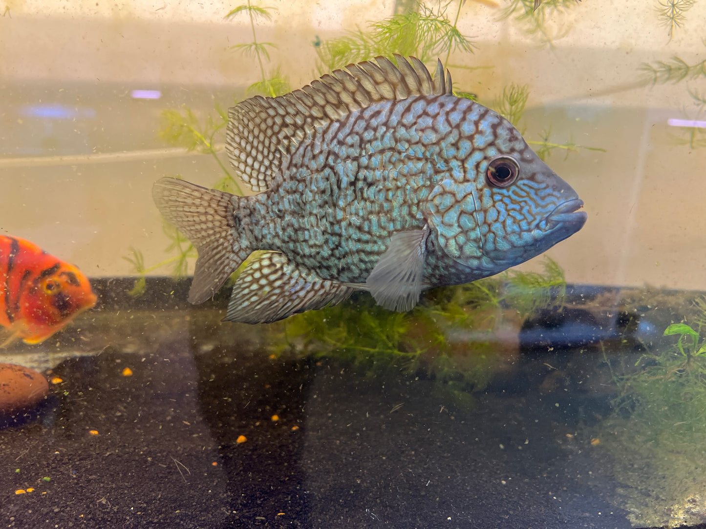 Green Texas Cichlid