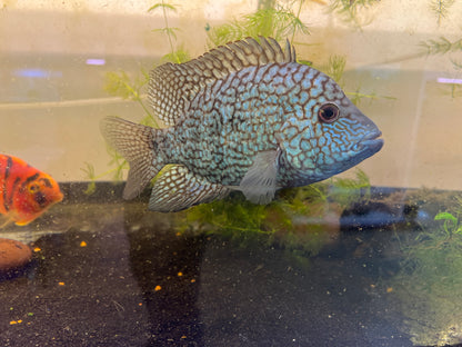 Green Texas Cichlid