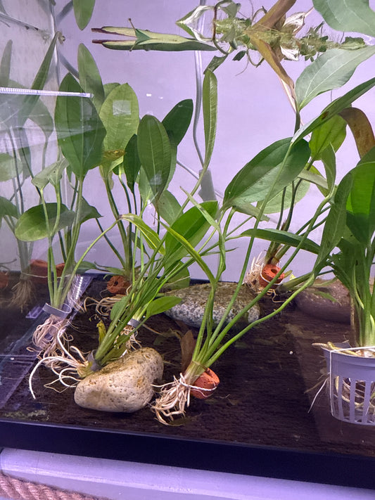 Sword Plant