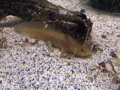 Copper Axolotl