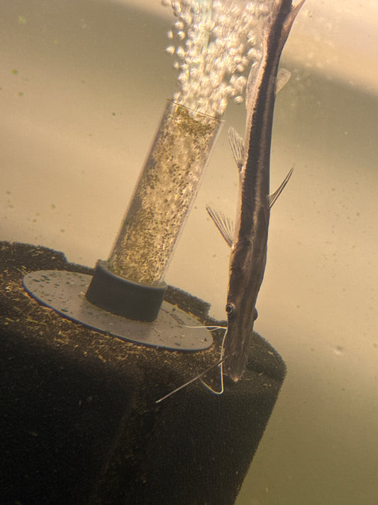 Lima Shovelnose Catfish