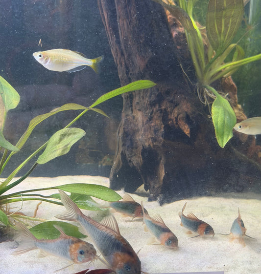 Eques Corydora Group of 5