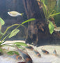 Eques Corydora Group of 5