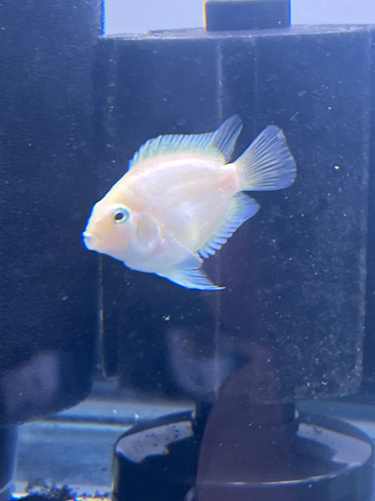 Snow White Parrot hybrid