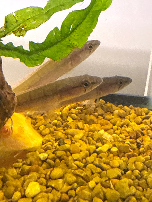 Pike Cichlid Ventuari Wild