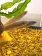 Pike Cichlid Ventuari Wild