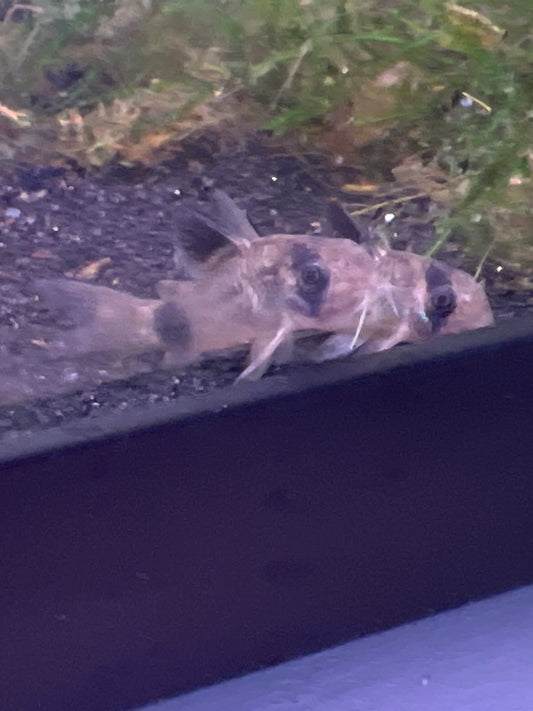 Panda Corydora