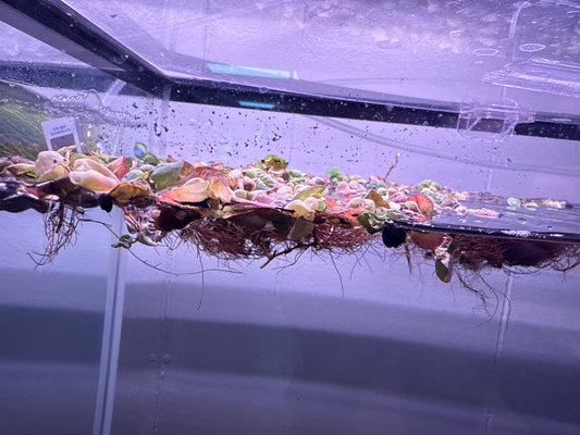 Red Root Floater Plant cup portion