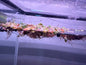 Red Root Floater Plant cup portion