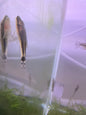 Otocinclus