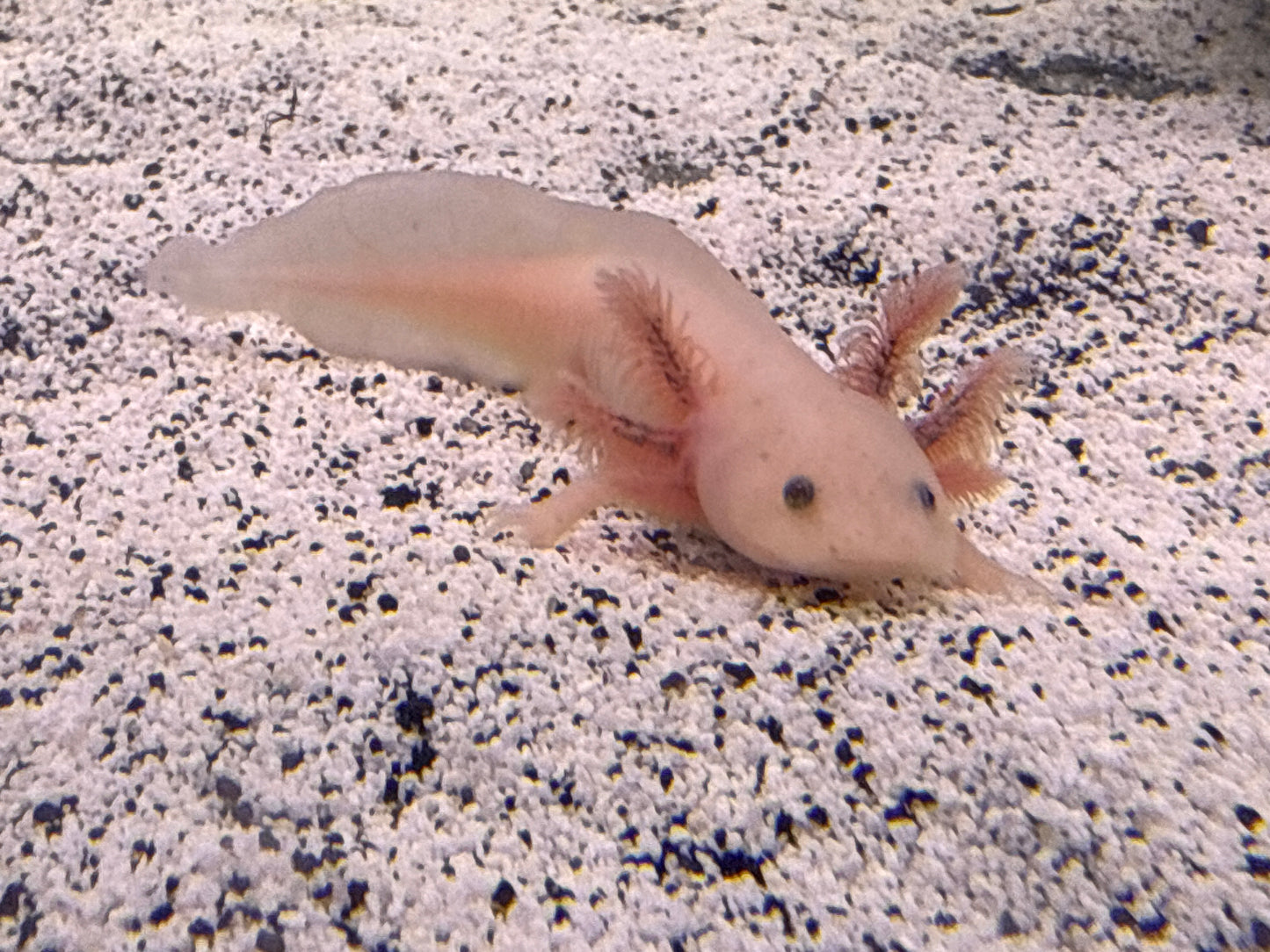 Leucistic axolotl