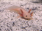 Leucistic axolotl