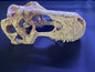 Alligator Skull