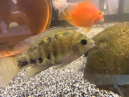 Redhead Synspilum Cichlid
