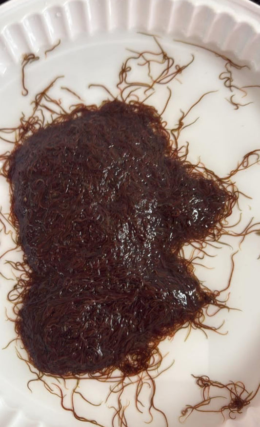 Live Black worms 1 pound