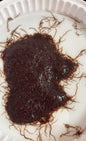 Live Black Worms 1oz