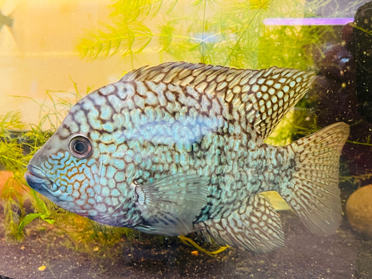 Green Texas Cichlid