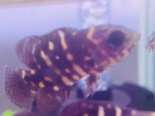 Oscar Bumblebee Rio Araguaia