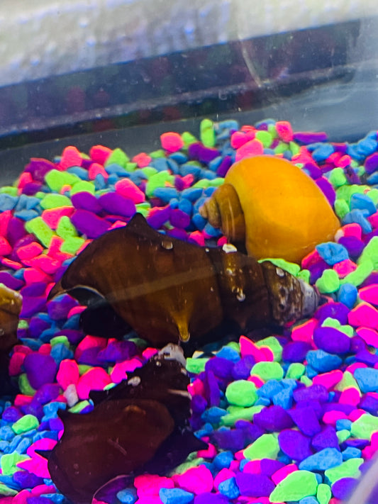 Horned Pagoda Snail