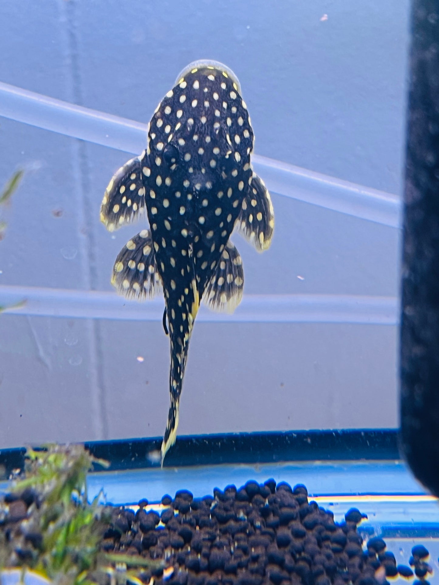 Gold Nugget Pleco L18