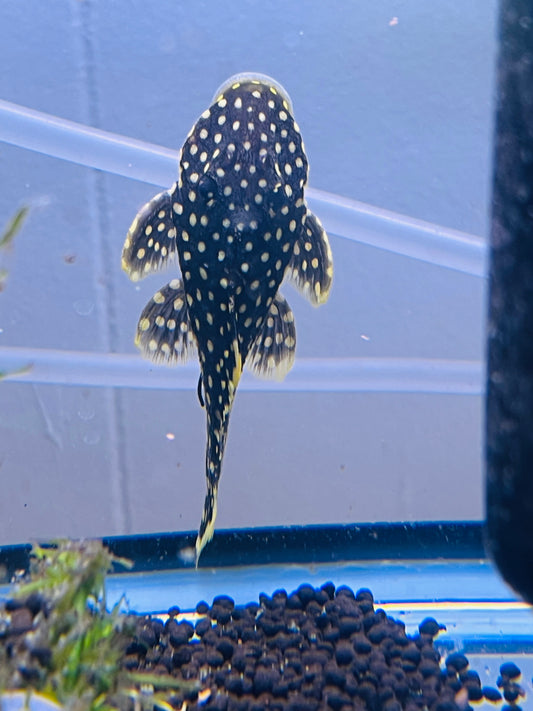 Gold Nugget Pleco L18