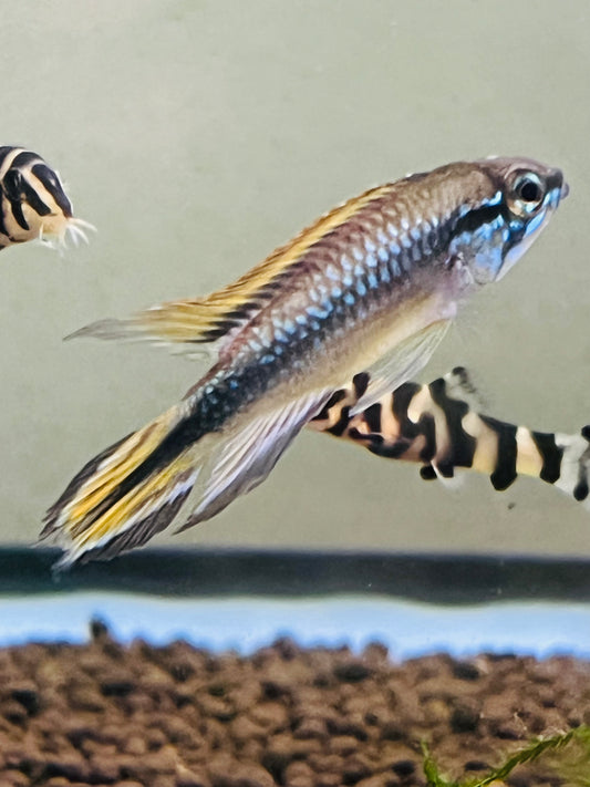 Agassizi Double Red Apisto Male