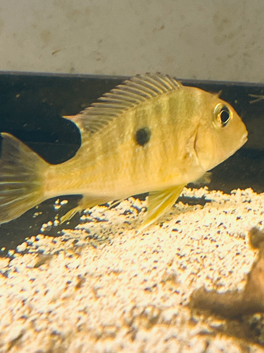 Red Head Geophagus Tapajos Cichlid