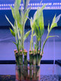 Lucky Bamboo