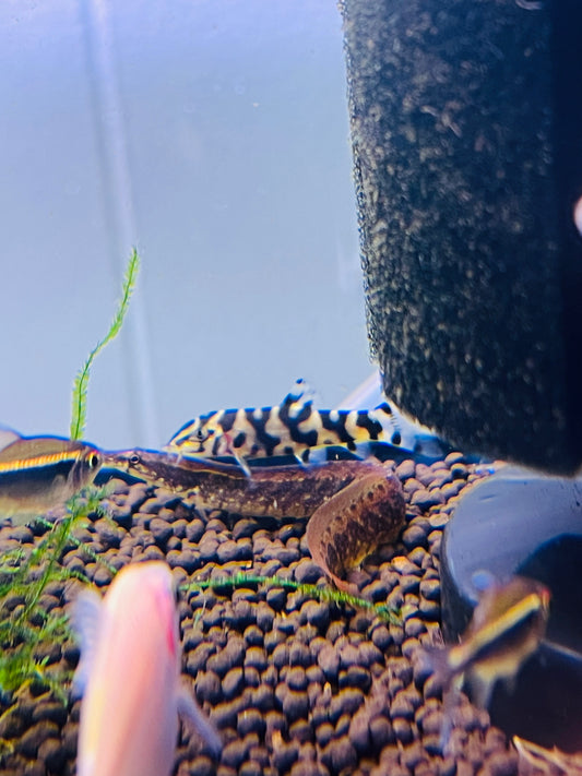 Zig Zag Eel