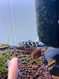 Zig Zag Eel