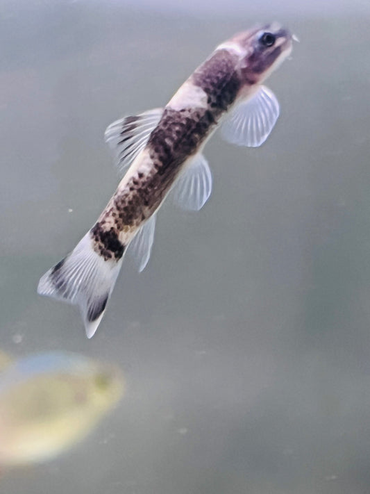 Panda Garra
