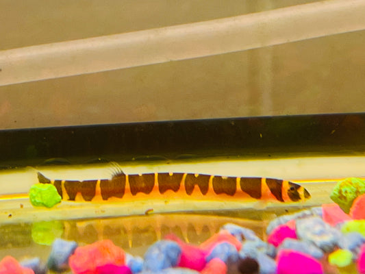 Banded Khuli Loach