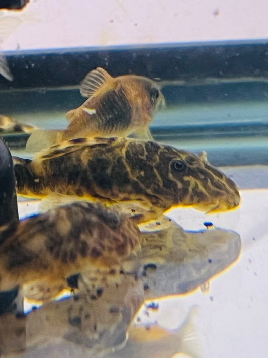 Clown Pleco L103