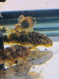 Clown Pleco L103