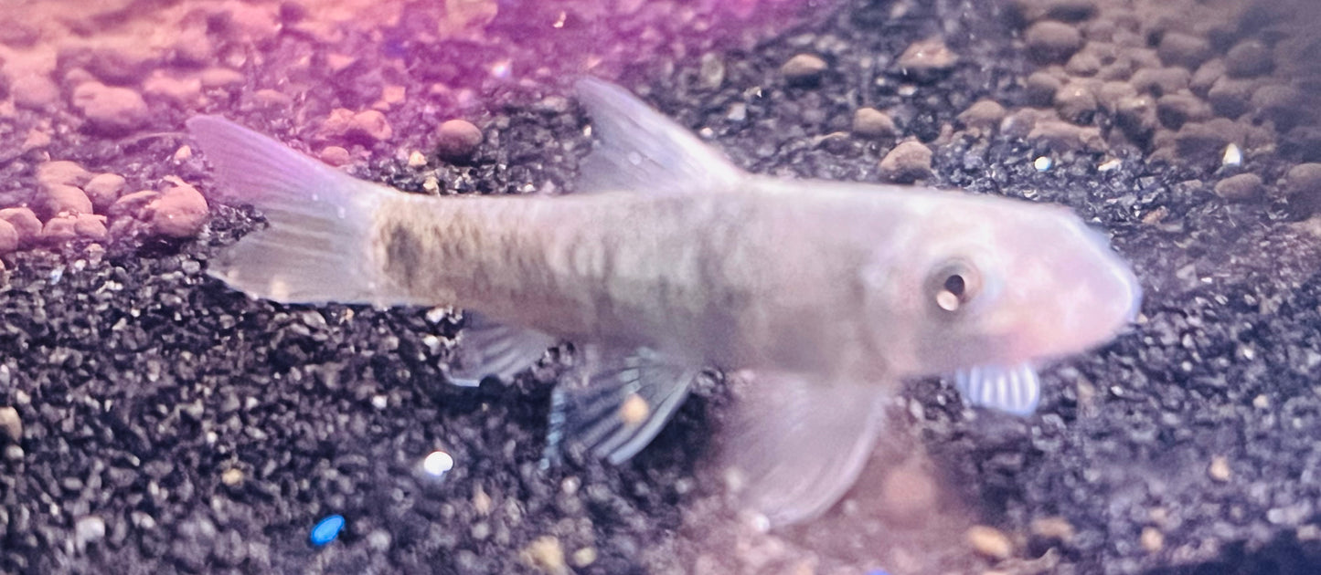 Gold Garra