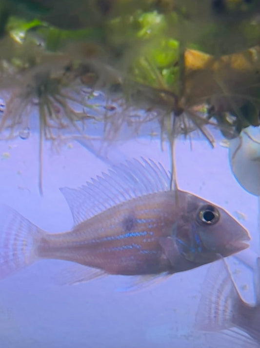 Geophagus Sveni Cichlid