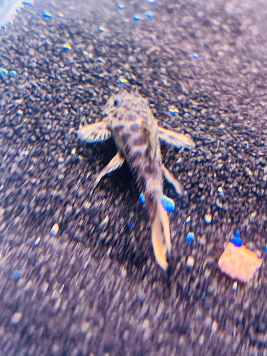 Leopard cactus Pleco L114